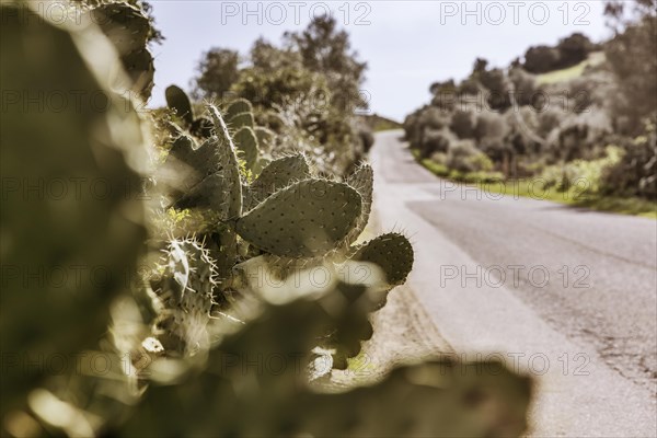 Bushes of cactus pears