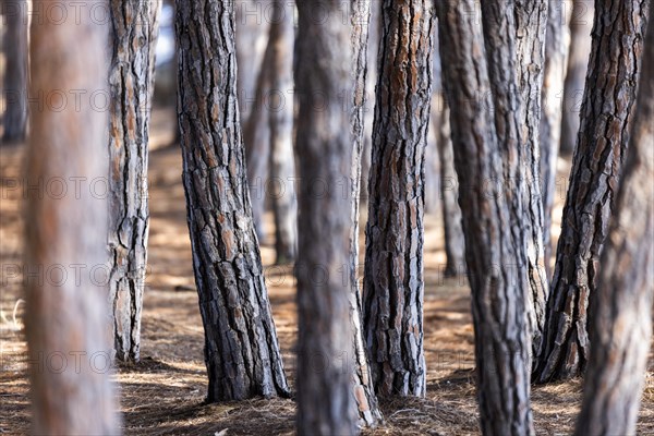 Pine tree trunks in a pine grove