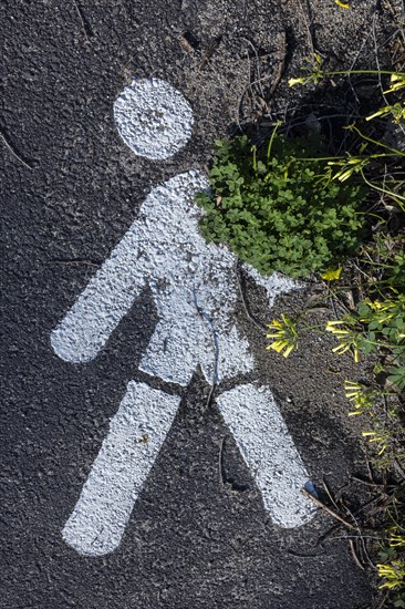 Stillised male sign for pedestrian walkway is overgrown by plants