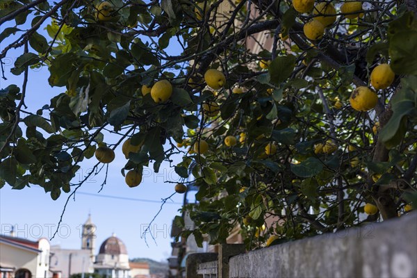 Lemon tree with ripe lemons in a front garden in the city