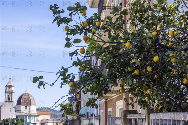 Lemon tree with ripe lemons in a front garden in the city