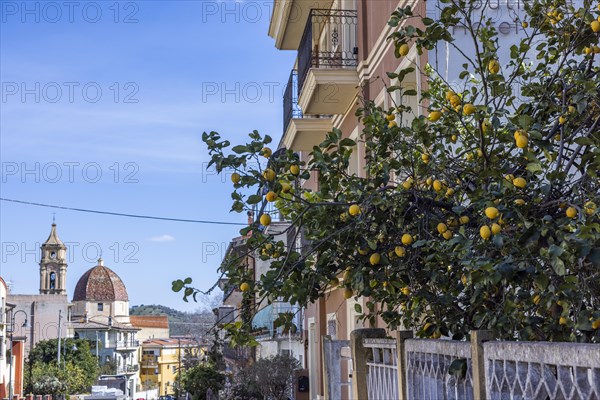 Lemon tree with ripe lemons in a front garden in the city