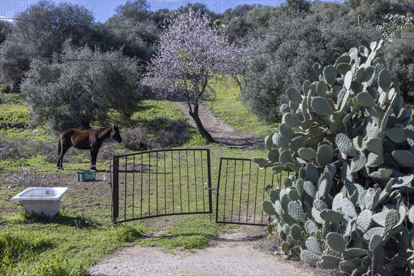 Horse in a meadow with an old bathtub