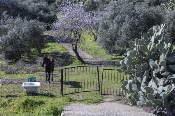 Horse in a meadow with an old bathtub