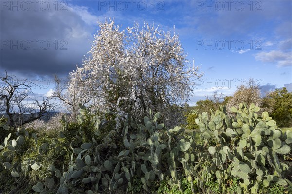 Bush of a cactus pear