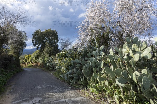 Bush of a cactus pear