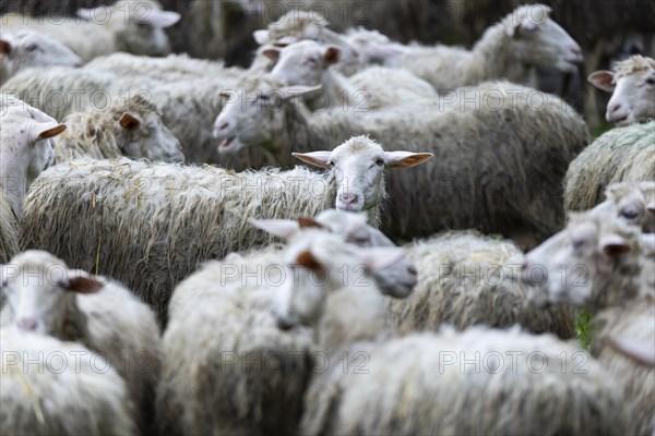 Sheep in a flock in a meadow