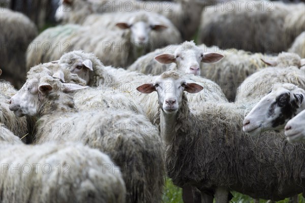 Sheep in a flock in a meadow looking at the camera