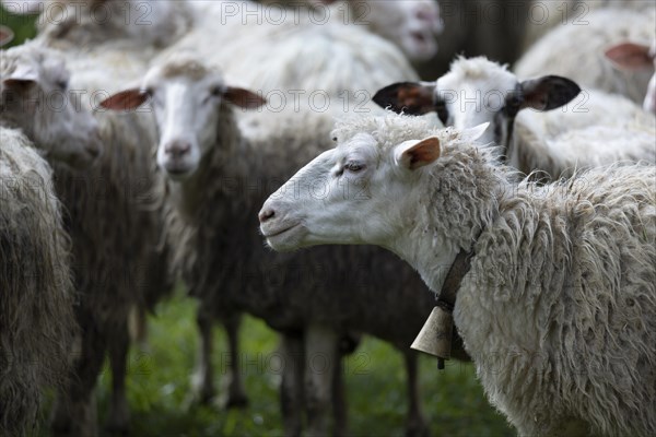 Sheep with a bell around its neck in a meadow with a flock of sheep