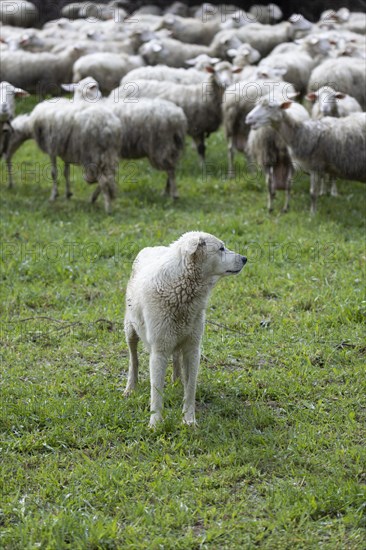 Herding dog