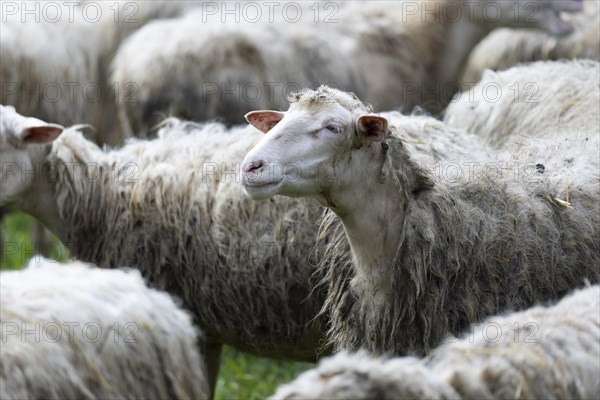 Sheep in a flock in a meadow