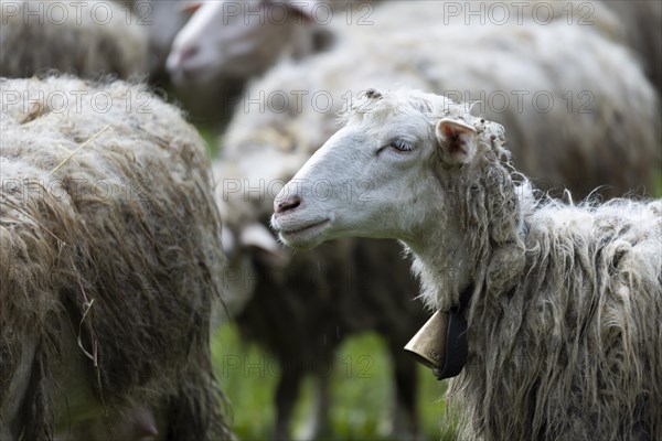 Sheep with a bell around its neck in a meadow with a flock of sheep