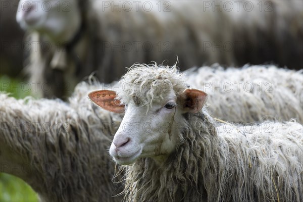 Sheep in a flock in a meadow