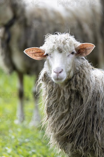 Sheep in a flock in a meadow looking at the camera