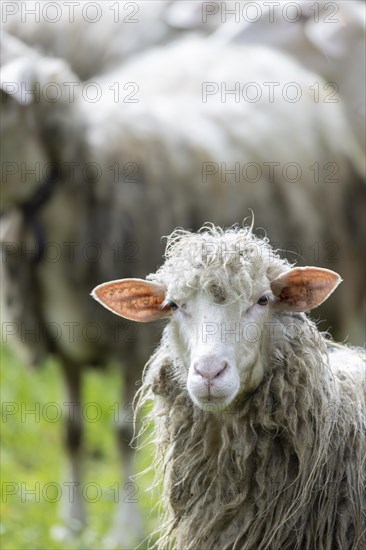 Sheep in a flock in a meadow looking at the camera