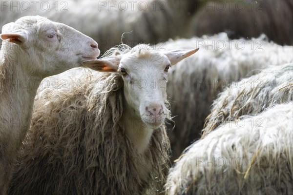 Sheep in a flock in a meadow looking at the camera