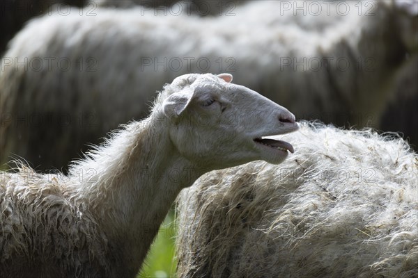 Bleating sheep in a flock of sheep in a meadow