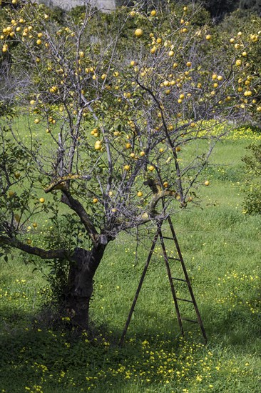 Lemon harvest