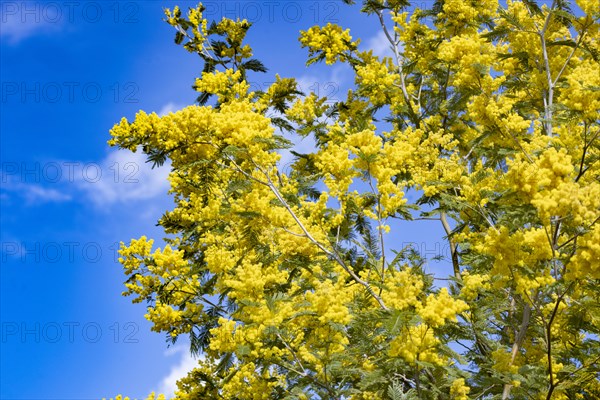 Mimosa tree