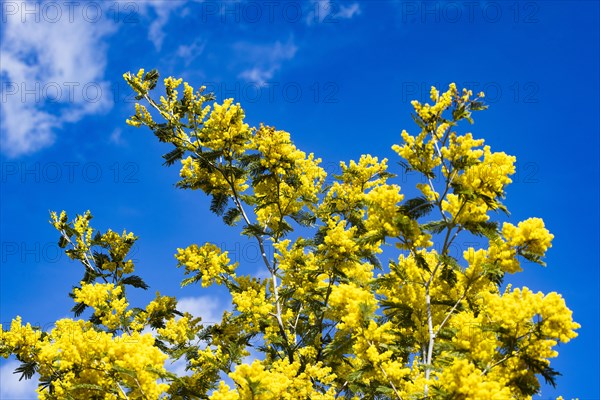 Mimosa tree