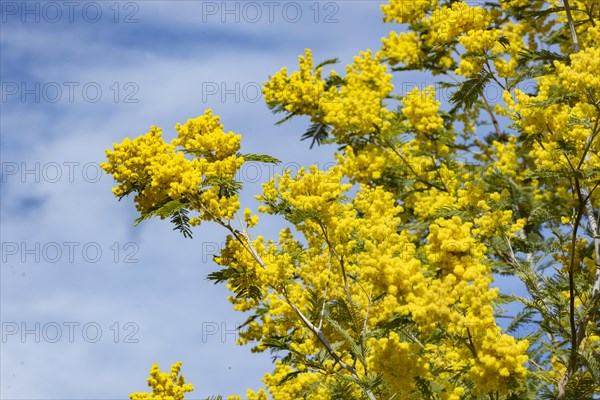 Mimosa tree