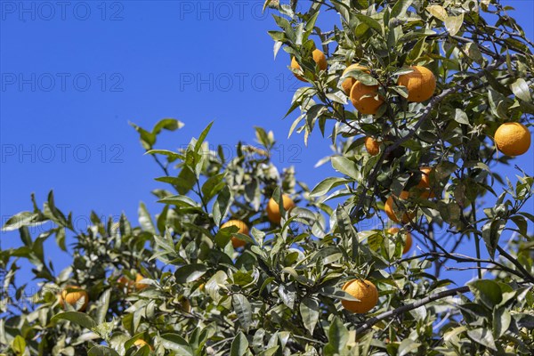 Ripe oranges