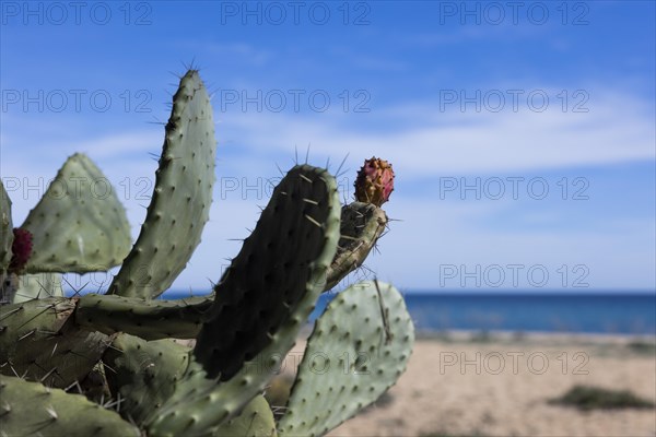 Cactus pear