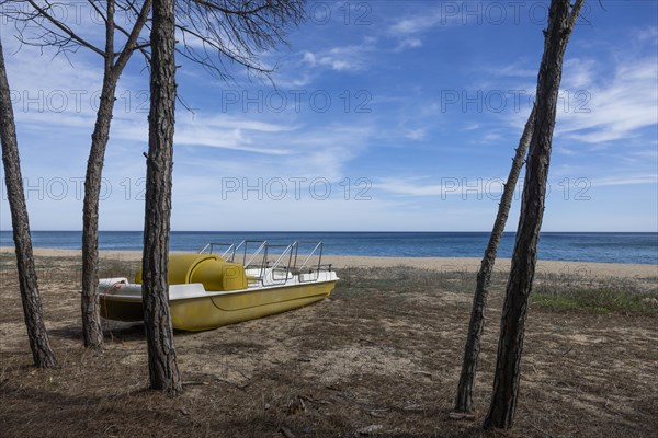 Pine grove on the beach with a yellow tretoot