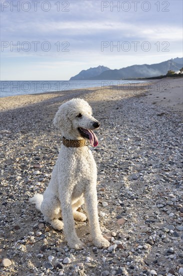 White poodle