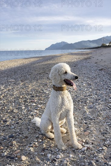 White poodle