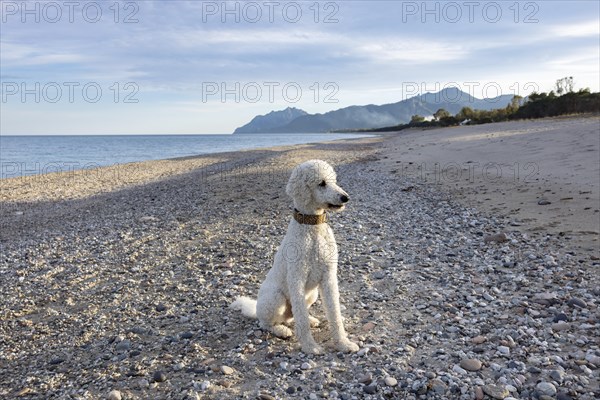 White poodle