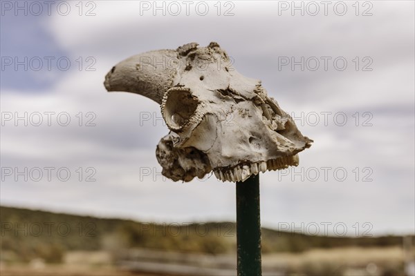 Impaled animal skull of a sheep or goat on a stake in the landscape