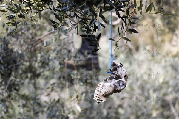 Old boots and weathered animal skull hanging in an olive tree to deter birds