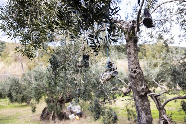 Old boots and weathered animal skull hanging in an olive tree to deter birds