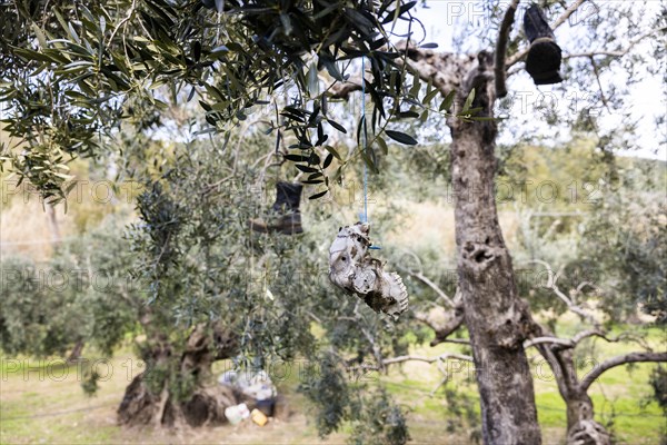 Old boots and weathered animal skull hanging in an olive tree to deter birds