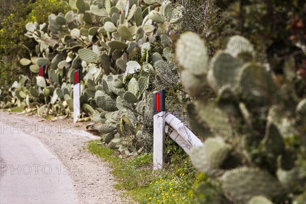 Bushes of cactus pears