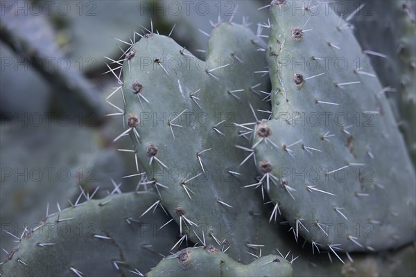 Cactus pear