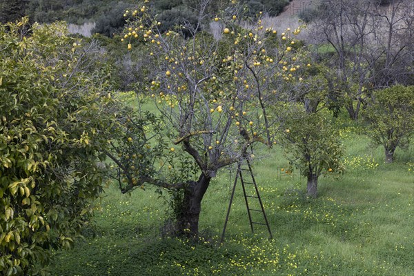 Lemon harvest