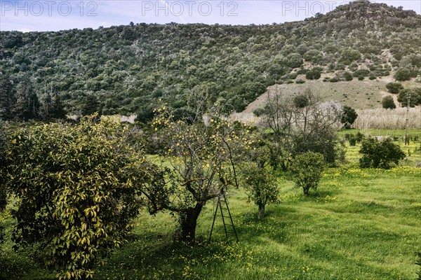 Lemon harvest