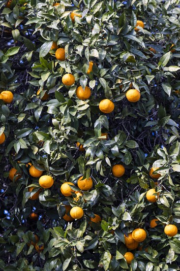 Ripe oranges