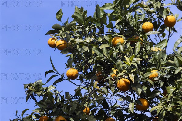 Ripe oranges