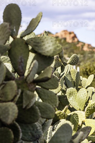 Cactus pear