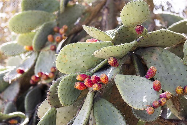 Cactus pear