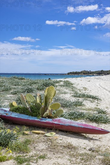 Kayak with a cactus