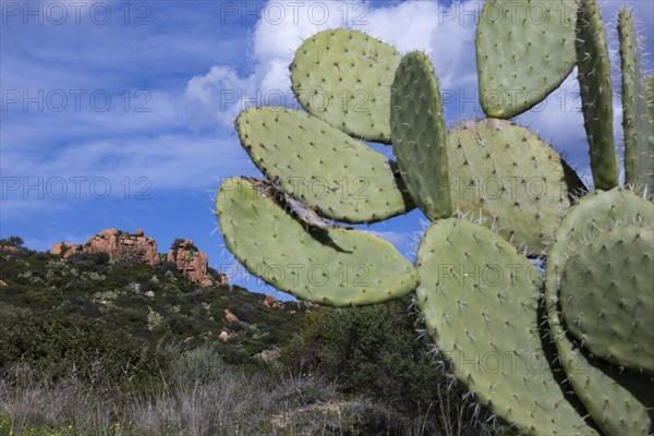 Cactus pear