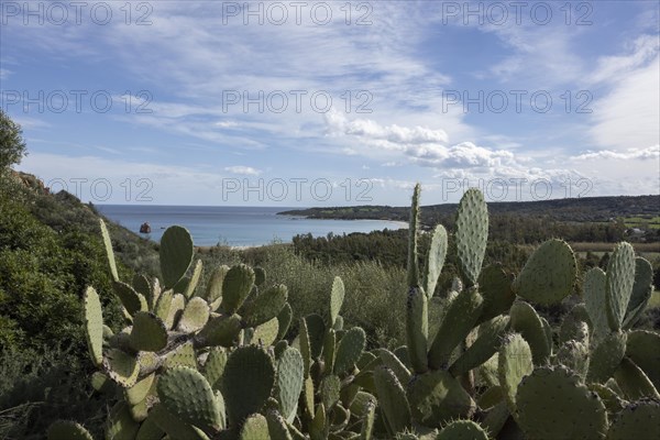 Cactus pear