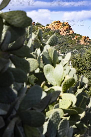 Cactus pear