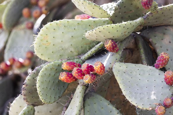 Cactus pear