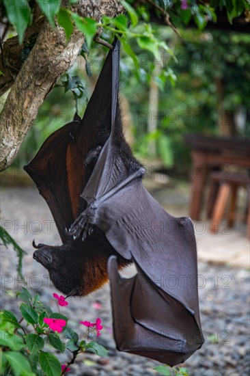 A flying fox on a bush with flowers on the ground in Bali