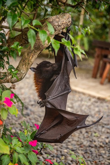 A flying fox on a bush with flowers on the ground in Bali